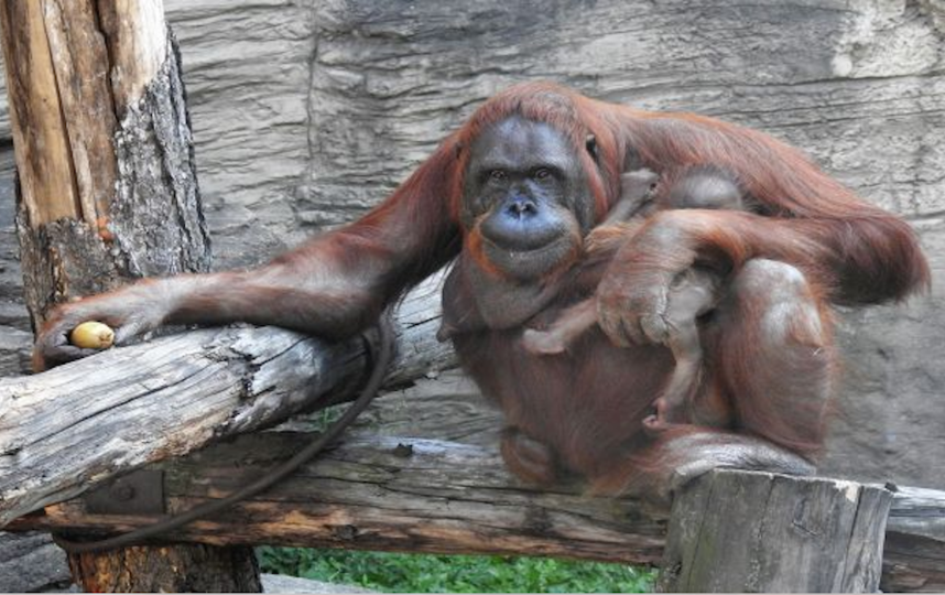 Борнейский орангутан родился в Московском зоопарке. Фото moscowzoo.ru