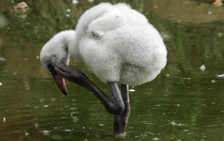Понаблюдать за тем, как маленькие фламинго исследуют окружающий мир, можно на старой территории зоосада у Большого пруда. Фото mos.ru