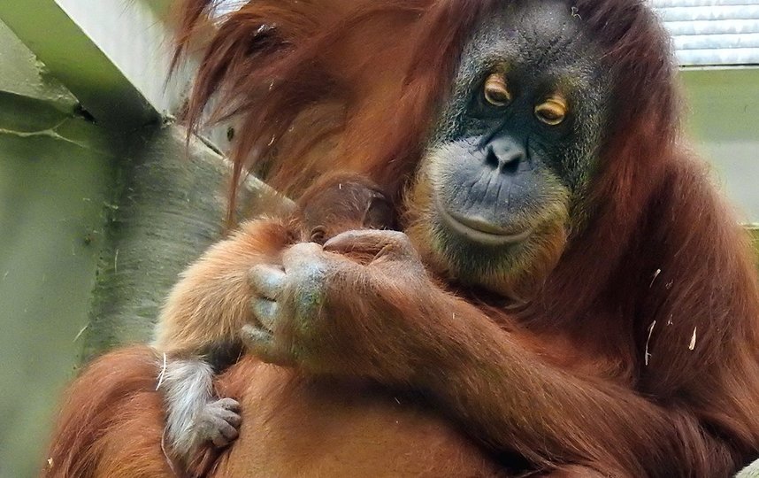 Этот вид занесён в Международную Красную книгу как близкий к угрозе исчезновения. Фото mos.ru