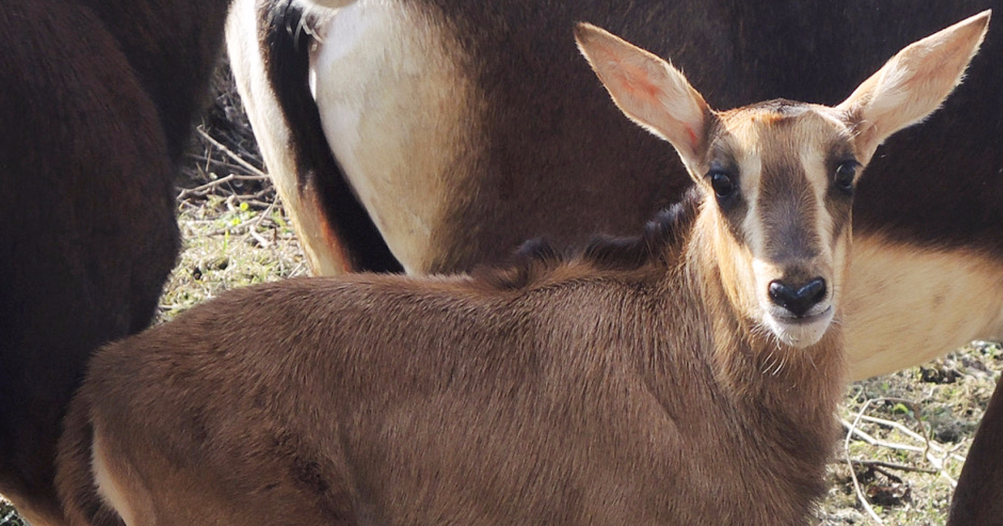 В Московском зоопарке родился детёныш редкой чёрной антилопы