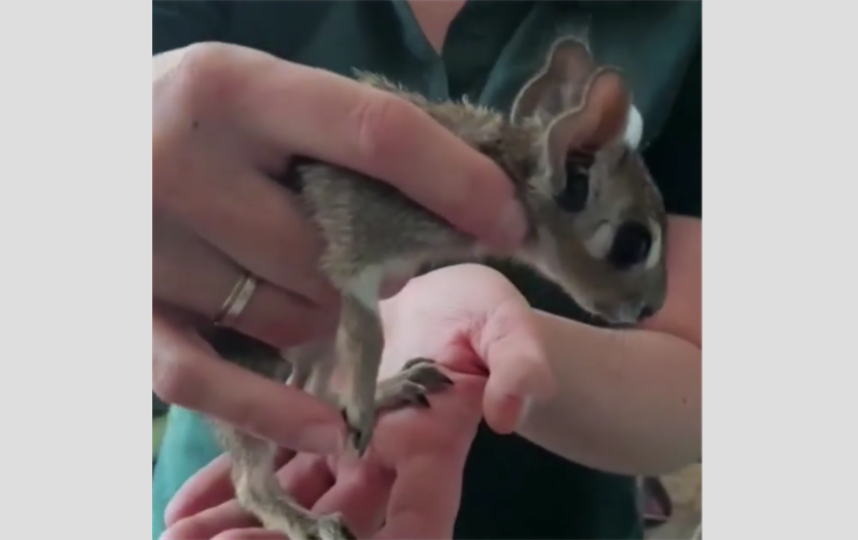 Детёныши чакоанской мары. Фото скриншот: instagram.com/moscow_zoo_official/