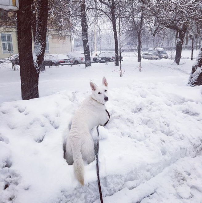 Заснеженная Москва. Фото Instagram @little_buddha111