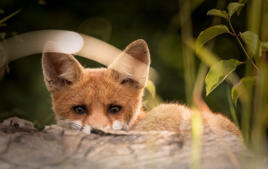 Лисёнок. Фото Pixabay