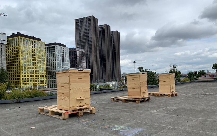 В Москве появилась первая городская пасека на крыше. Фото Олег Бармин
