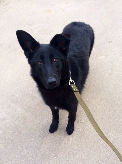 "Виновница торжества" Агата, повзрослевшая. Фото предоставлено героями публикации