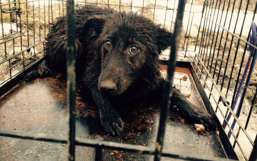 "Виновница торжества" Агата: в день спасения. Фото предоставлено героями публикации