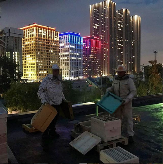 Городские пасечники в деле. Фото Скриншот instagram @lipkosladko