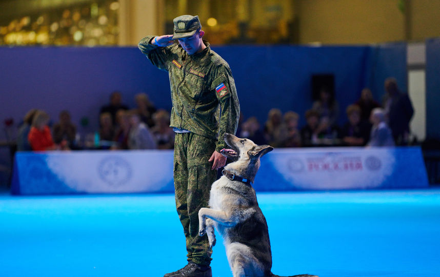 На выставке будут представлены в том числе и служебные собаки. Фото предоставлены организаторами выставки.