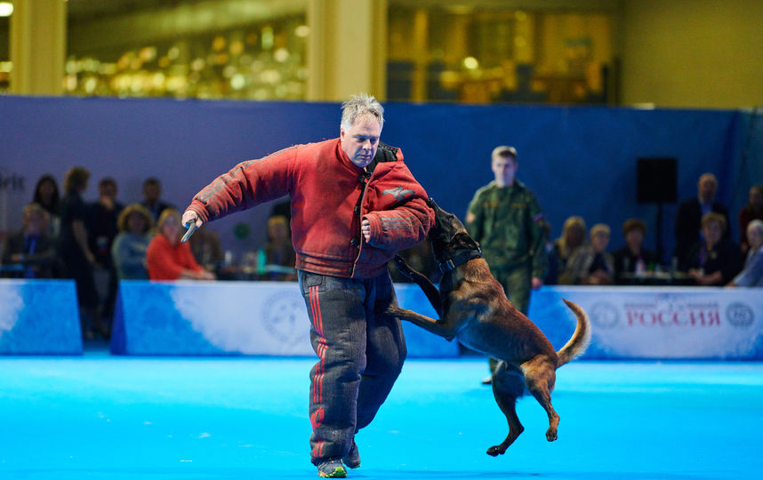 На выставке есть возможность определиться с породой будущего питомца и там же посетить мастер-классы по воспитанию и дрессировке собак. Фото предоставлены организаторами выставки.