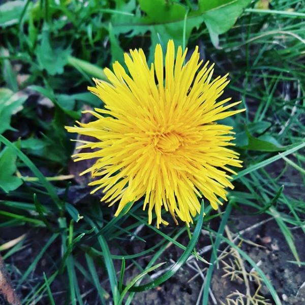 Одуванчиковое поле сорняк. Одуванчик астровые. Одуванчиков москва. Одуванчик городкова. Rizza одуванчик.