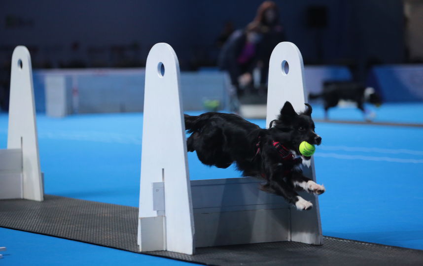 На выставке есть возможность определиться с породой будущего питомца и там же посетить мастер-классы по воспитанию и дрессировке собак. Фото предоставлены организаторами выставки.