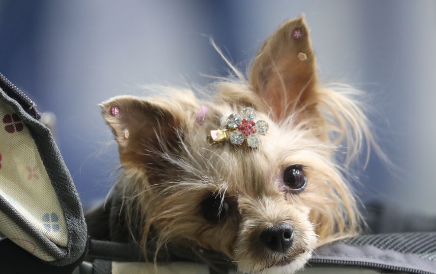 Евразия 2019. Фото Getty