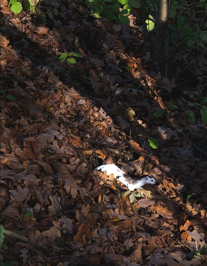 Скриншот dpioos.ru/eco/ru/news/o_450132.