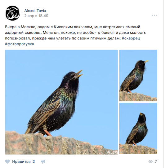 В Москву вернулись первые перелетные птицы