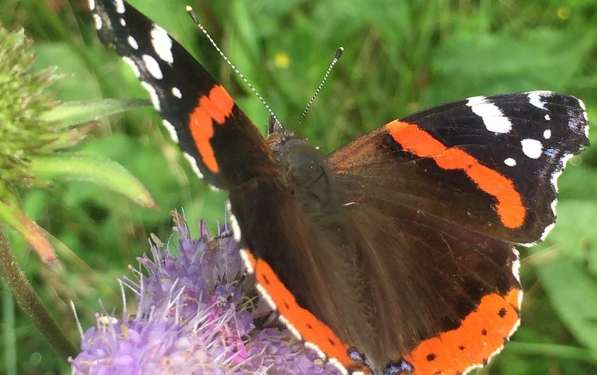 В Москву впервые за 10 лет прилетели бабочки-адмиралы. Фото mos.ru