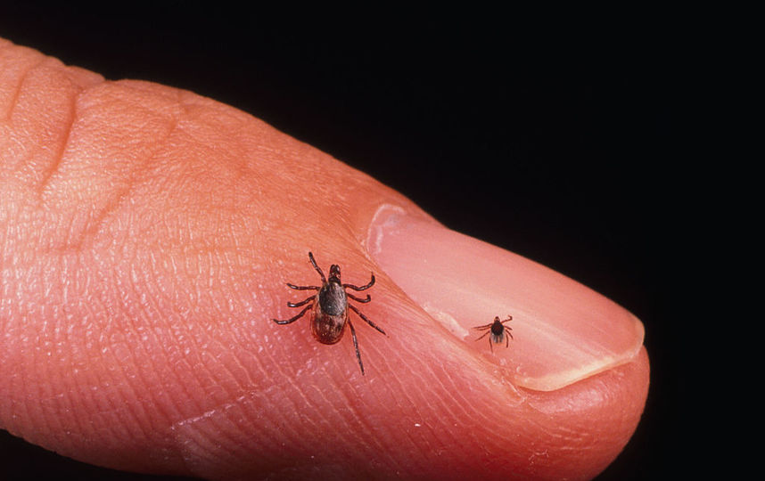 Клещ. Фото Getty