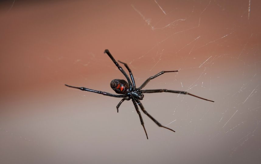 В Подмосковье появились ядовитые пауки-каракурты: что делать при укусе