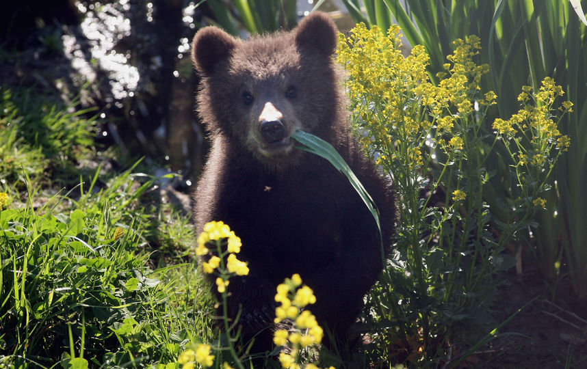 В Подмосковье растёт популяция бурого медведя. Фото Getty