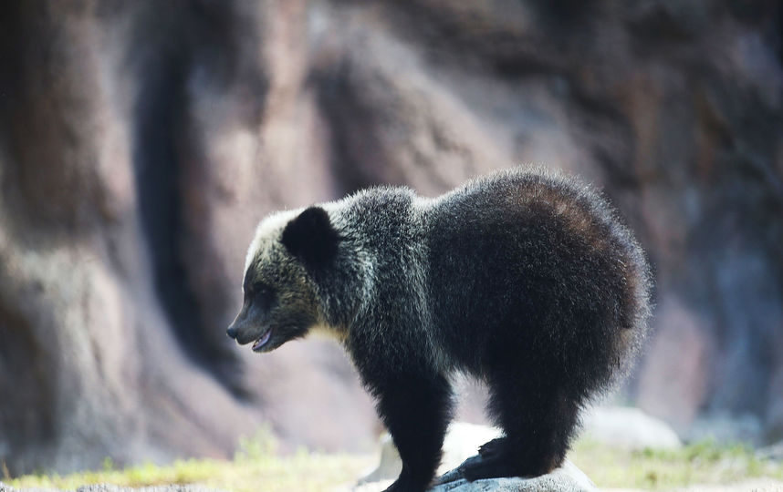 В Подмосковье растёт популяция бурого медведя. Фото Getty