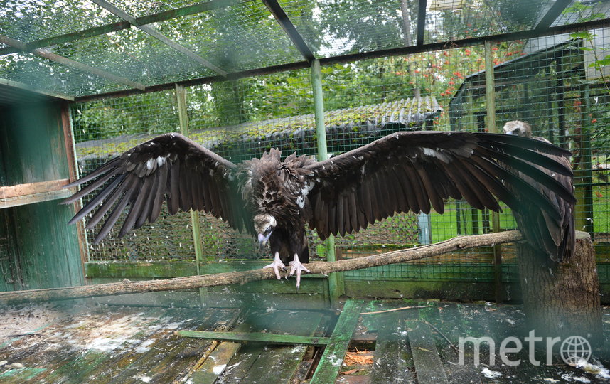 Metro побывало в подмосковном Андрейково, куда привозят на реабилитацию енотов и других зверей, вдруг оказавшихся ненужными. Фото Александр Кочубей, "Metro"