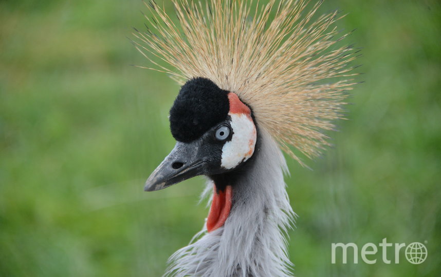 Metro побывало в подмосковном Андрейково, куда привозят на реабилитацию енотов и других зверей, вдруг оказавшихся ненужными. Фото Александр Кочубей, "Metro"