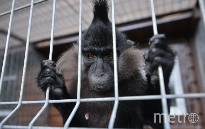 Metro побывало в подмосковном Андрейково, куда привозят на реабилитацию енотов и других зверей, вдруг оказавшихся ненужными. Фото Александр Кочубей, "Metro"