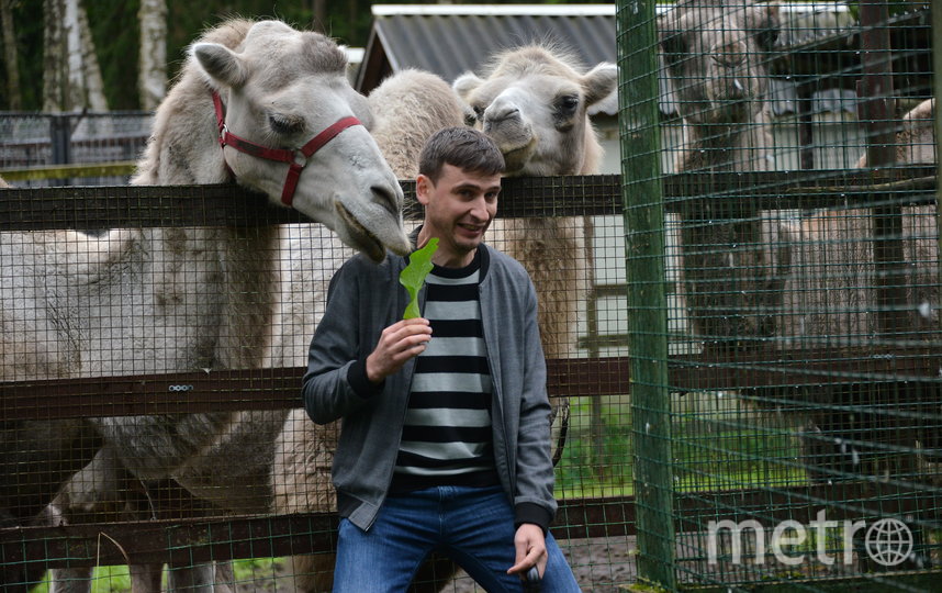 Metro побывало в подмосковном Андрейково, куда привозят на реабилитацию енотов и других зверей, вдруг оказавшихся ненужными. Фото Александр Кочубей, "Metro"