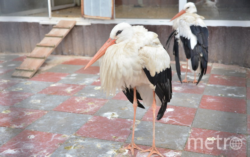 Metro побывало в подмосковном Андрейково, куда привозят на реабилитацию енотов и других зверей, вдруг оказавшихся ненужными. Фото Александр Кочубей, "Metro"