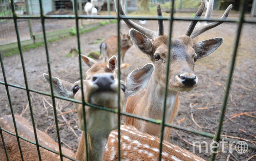 Metro побывало в подмосковном Андрейково, куда привозят на реабилитацию енотов и других зверей, вдруг оказавшихся ненужными. Фото Александр Кочубей, "Metro"