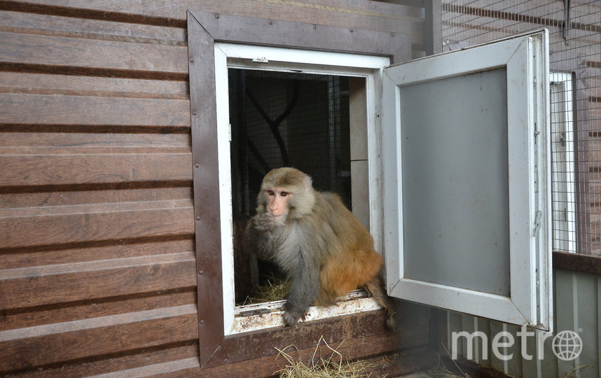 Metro побывало в подмосковном Андрейково, куда привозят на реабилитацию енотов и других зверей, вдруг оказавшихся ненужными. Фото Александр Кочубей, "Metro"