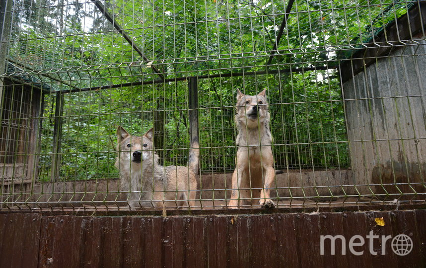 Metro побывало в подмосковном Андрейково, куда привозят на реабилитацию енотов и других зверей, вдруг оказавшихся ненужными. Фото Александр Кочубей, "Metro"