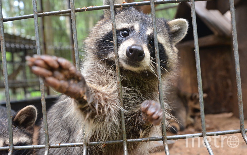 В Центре передержки еноты живут в просторных вольерах, но всё равно рвутся играть с людьми. Фото Александр Кочубей, "Metro"