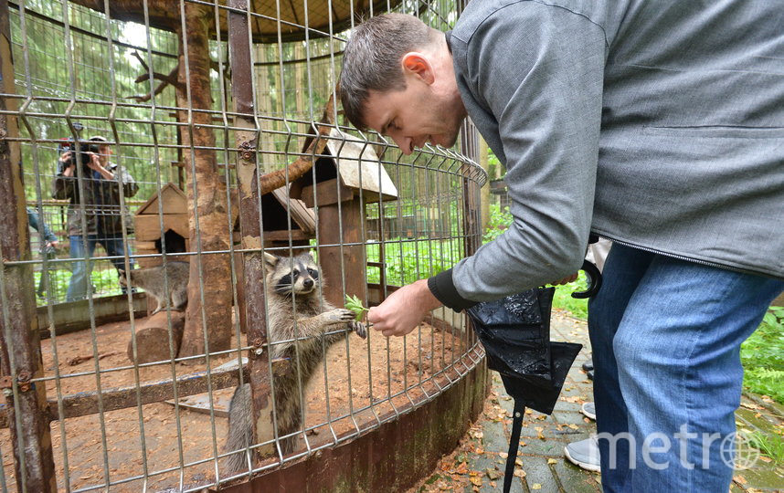 В Центре передержки еноты живут в просторных вольерах, но всё равно рвутся играть с людьми. Фото Александр Кочубей, "Metro"