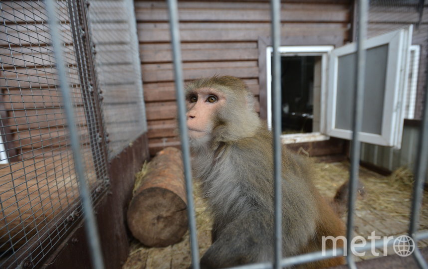Metro побывало в подмосковном Андрейково, куда привозят на реабилитацию енотов и других зверей, вдруг оказавшихся ненужными. Фото Александр Кочубей, "Metro"