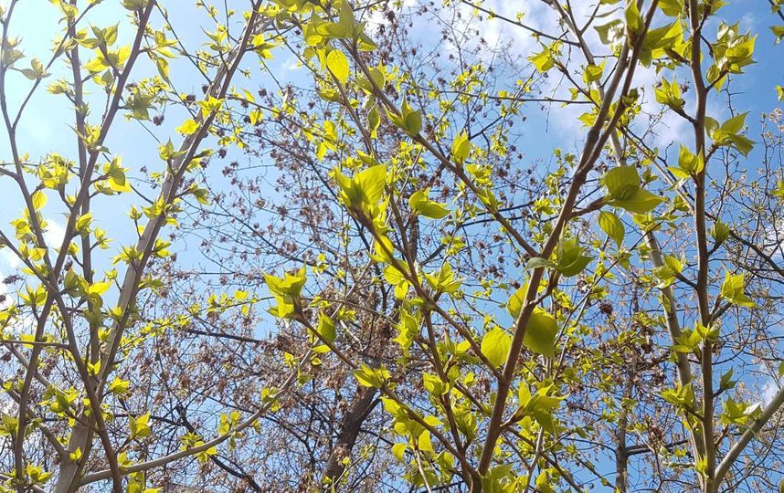 Весна приходит в Москву. Фото Василий Кузьмичёнок