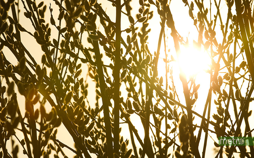 Весна приходит в Москву. Фото Василий Кузьмичёнок