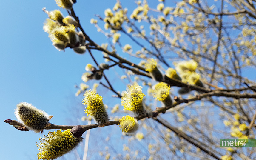 Весна приходит в Москву. Фото Василий Кузьмичёнок