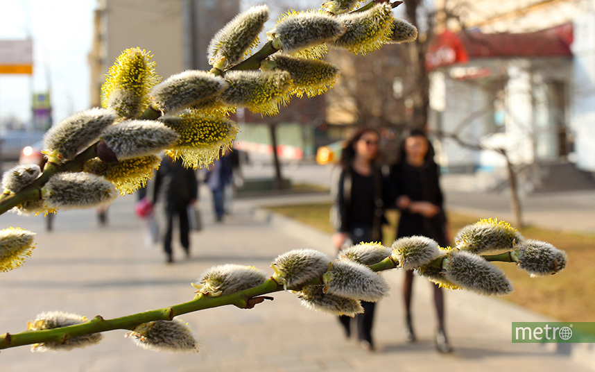 Весна приходит в Москву. Фото Василий Кузьмичёнок
