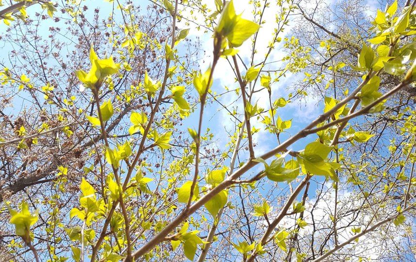 Весна приходит в Москву. Фото Василий Кузьмичёнок