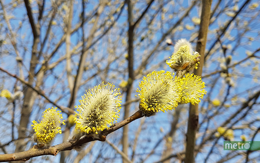 Весна приходит в Москву. Фото Василий Кузьмичёнок