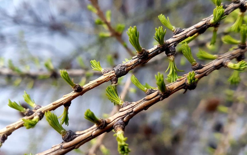 Весна приходит в Москву. Фото Василий Кузьмичёнок