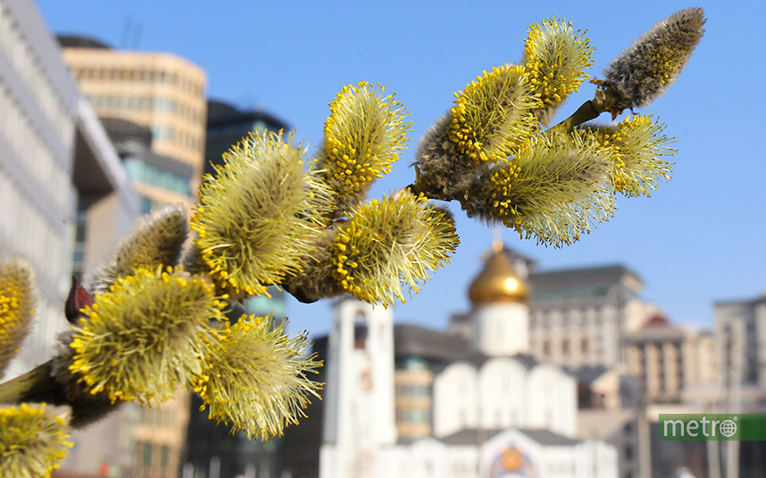 Весна приходит в Москву. Фото Василий Кузьмичёнок
