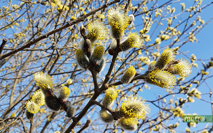 Весна приходит в Москву. Фото Василий Кузьмичёнок