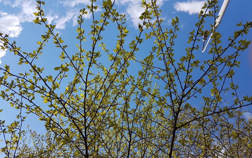 Весна приходит в Москву. Фото Василий Кузьмичёнок