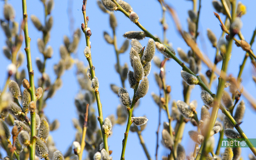 Весна приходит в Москву. Фото Василий Кузьмичёнок