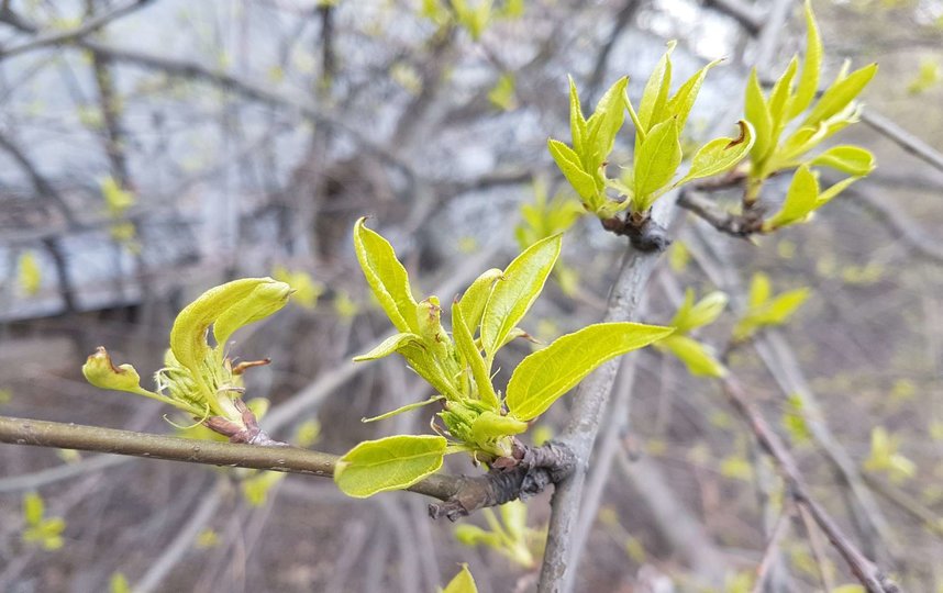 Весна приходит в Москву. Фото Василий Кузьмичёнок