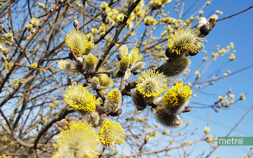 Весна приходит в Москву. Фото Василий Кузьмичёнок