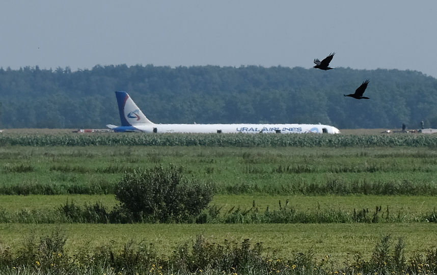 Власти проверили две свалки вблизи аэропорта "Жуковский" после ЧП с А321