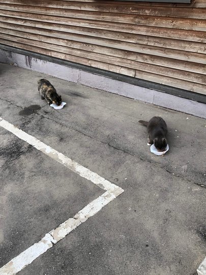 Животным в эпоху коронавируса приходится непросто. Фото предоставлено Мосгорпарком