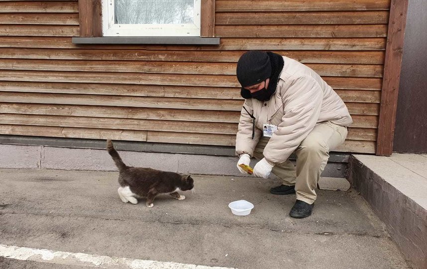 Волонтёр тайком перелезает через забор: кто кормит столичных бездомных кошек и собак в карантин